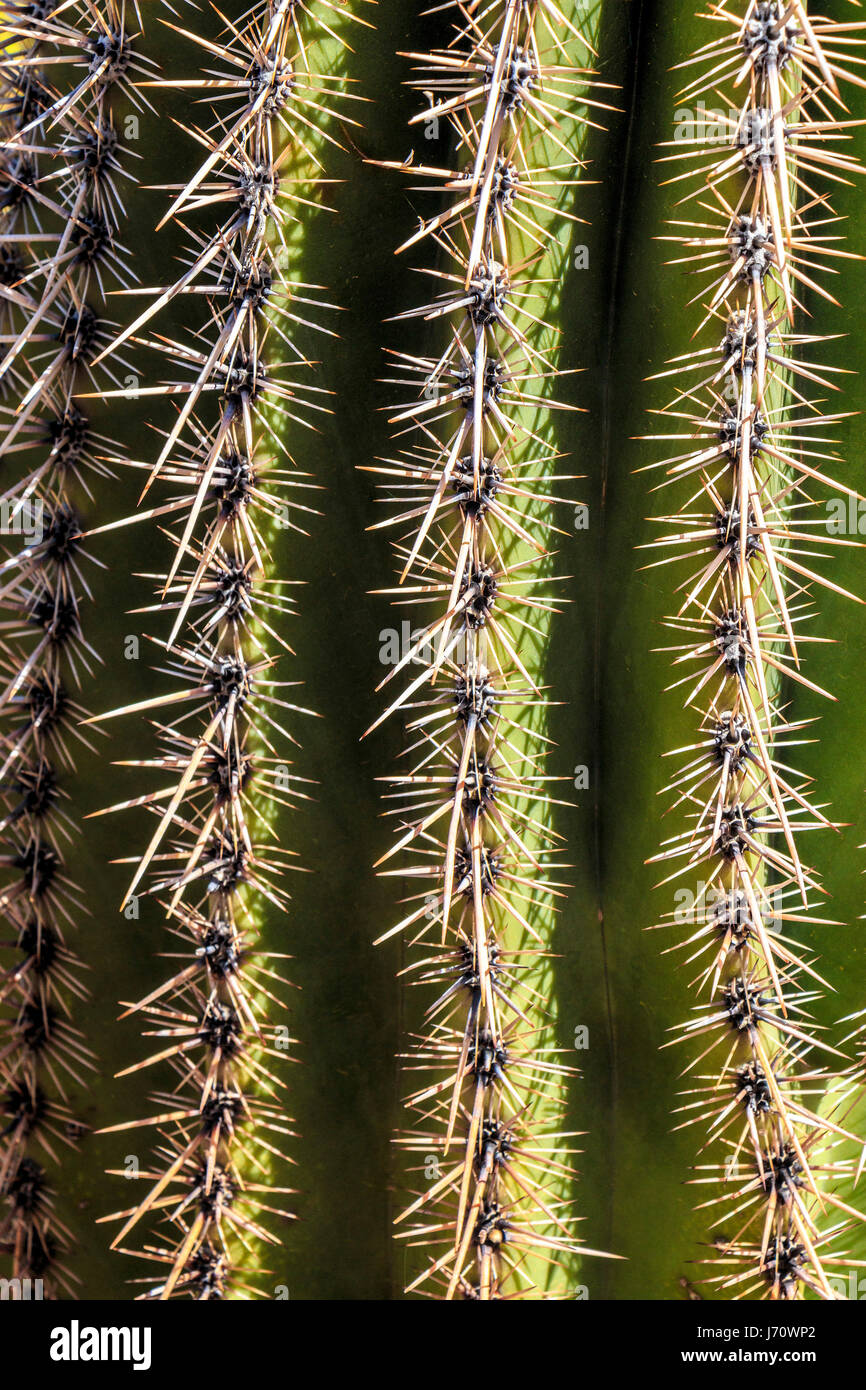 Primo piano di spine su cactus Saguaro. Il saguaro è un albero-come il cactus che può crescere fino ad essere superiori a 70 piedi (21 metri). È nativo di Sonoran Deser Foto Stock