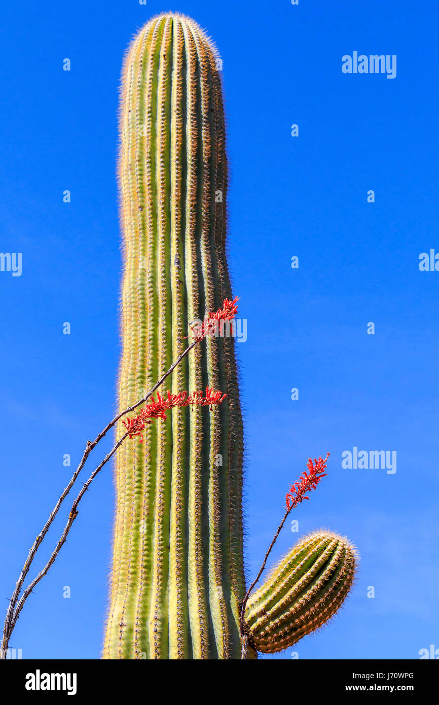 Blooming Ocotillo davanti ad un cactus Saguaro. Entrambi sono indigene del Deserto di Sonora e il deserto del Chihuahuan nel sudovest degli Stati Uniti e Foto Stock