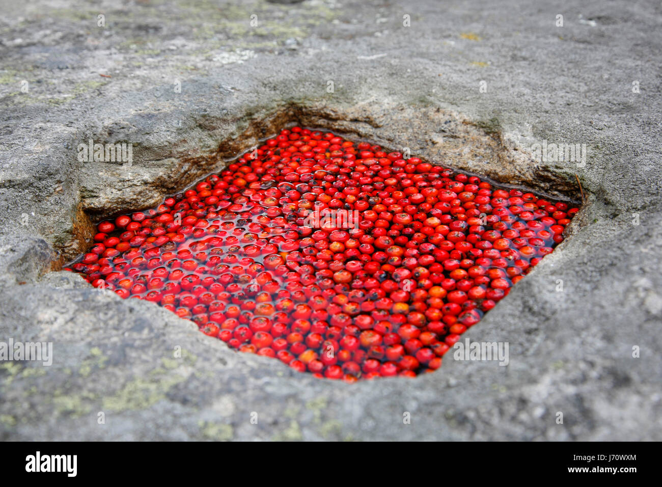 Arte rock pietra rowan bacche rosso di granito arte rock pietra angolare di massa di forma Foto Stock