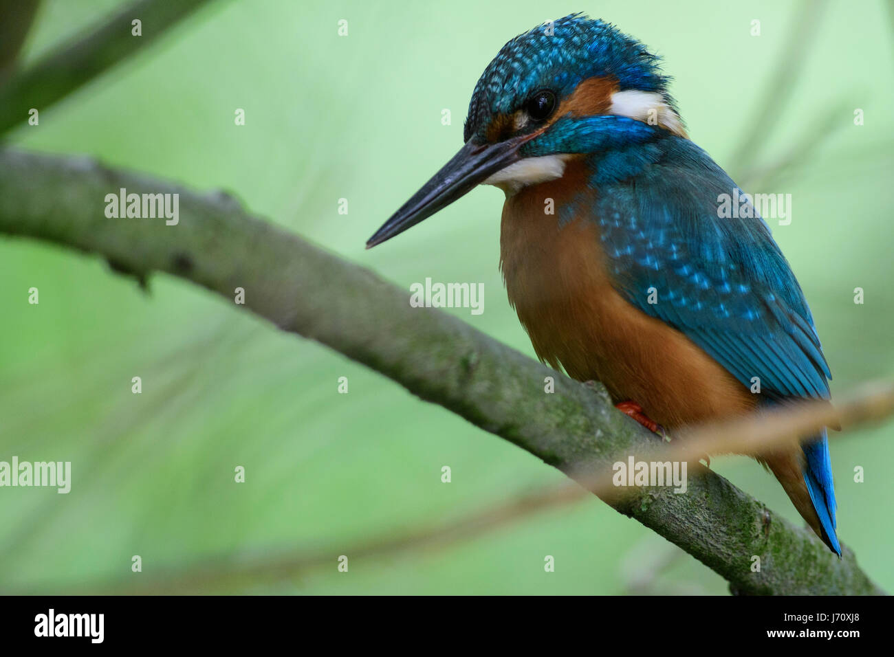 Kingfisher maschio in un salice guardando giù per un pesce per la cattura di Foto Stock
