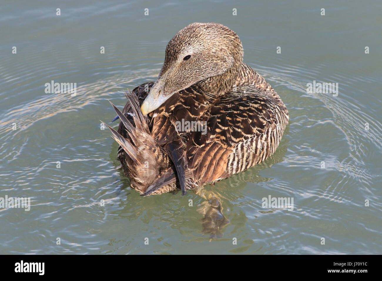 Common Eider duck, femmina Foto Stock