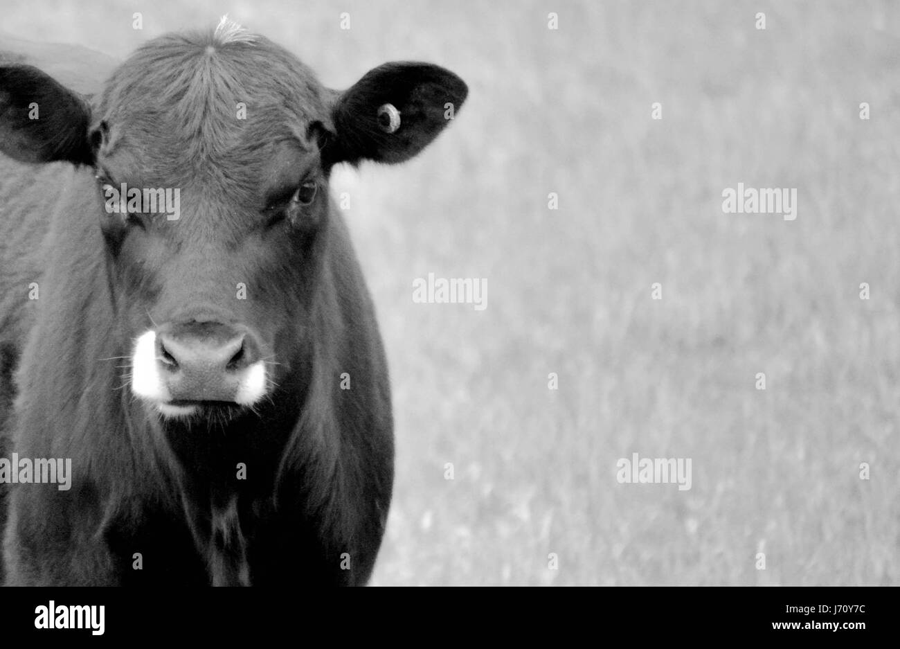 Vacca affamati in cerca di cibo Foto Stock