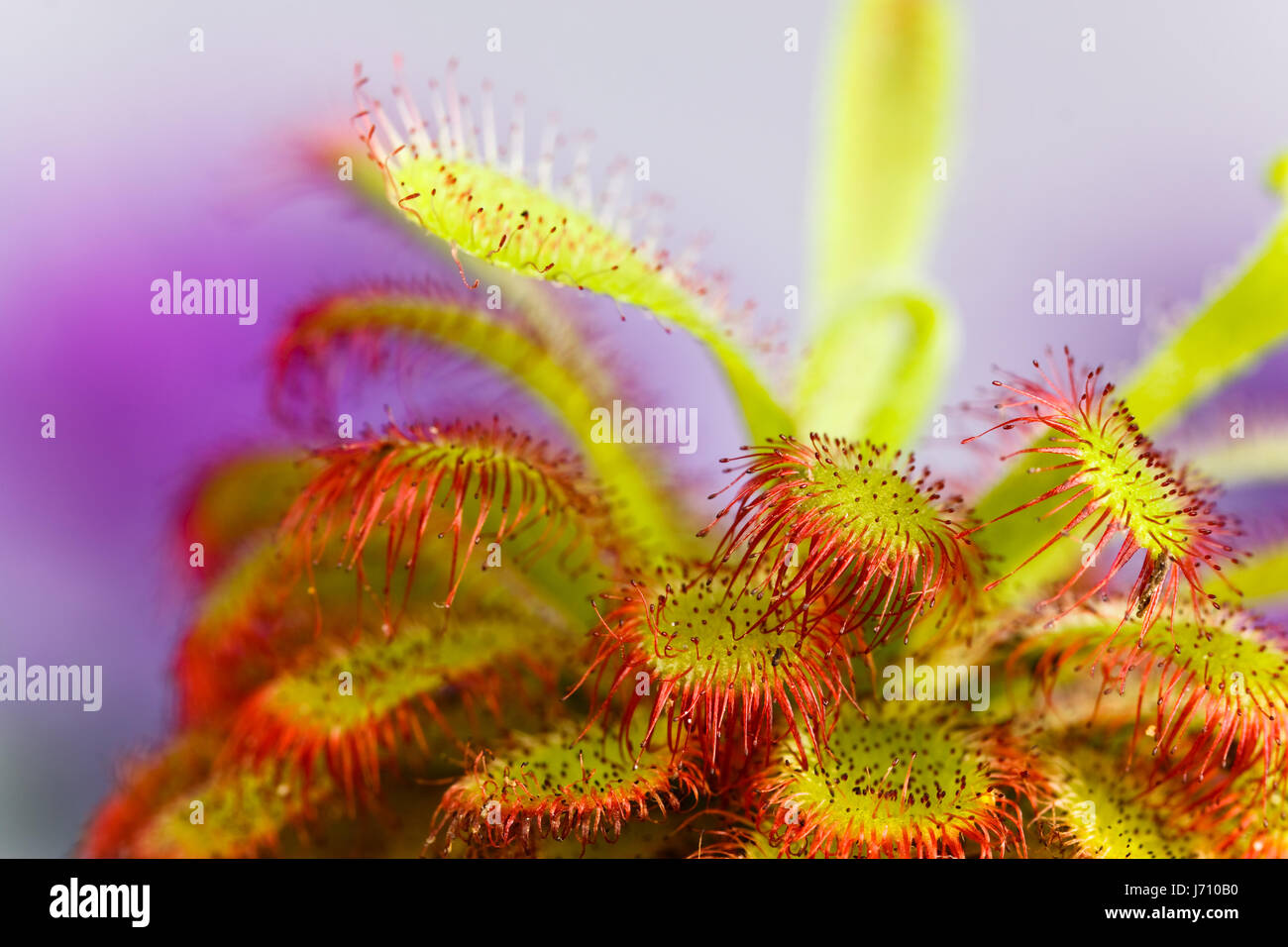 Pianta Carnivora Drosera Aliciae (Sundew) In Vaso 9 Cm - Drosera Del Capo, Pianta Viva Per Collezione - 4