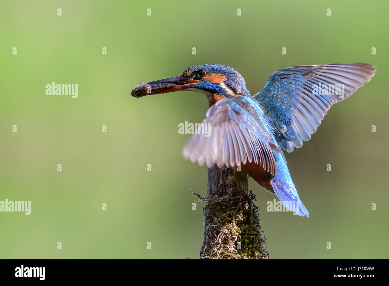 Kingfisher con ali spiegate e un pesce nel becco Foto Stock