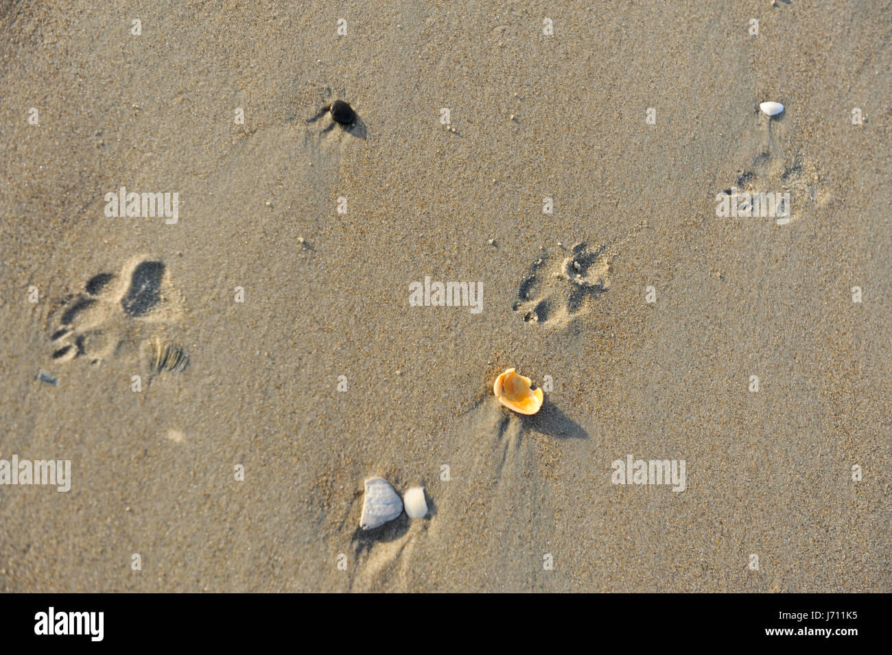 Stampe di cane in sabbia a Isola di Smeraldo North Carolina Beach Foto Stock