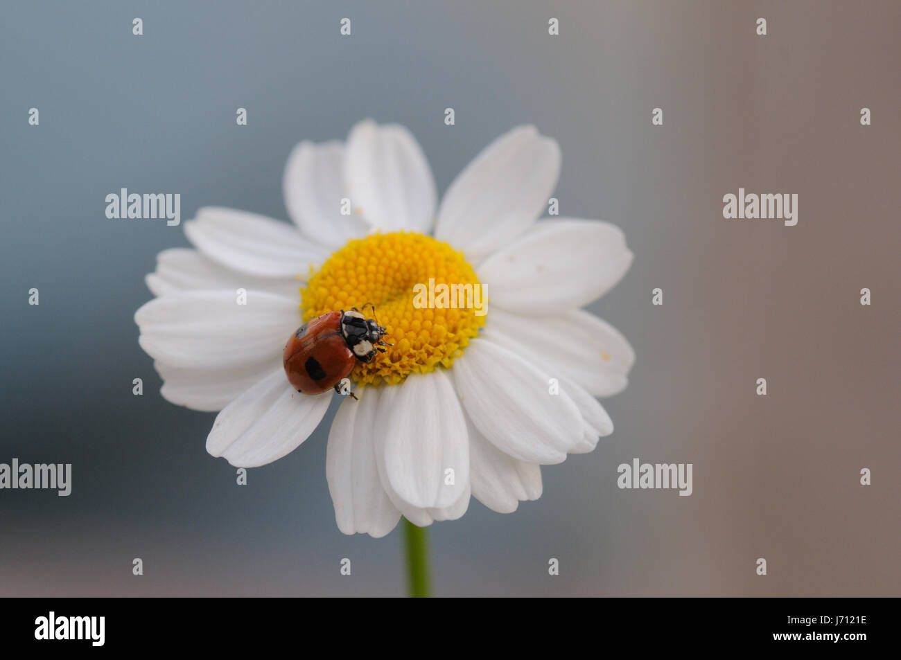 Lady Bird di insetto di piante e fiori fiori insetti uccelli piante a margherita coccinella Foto Stock