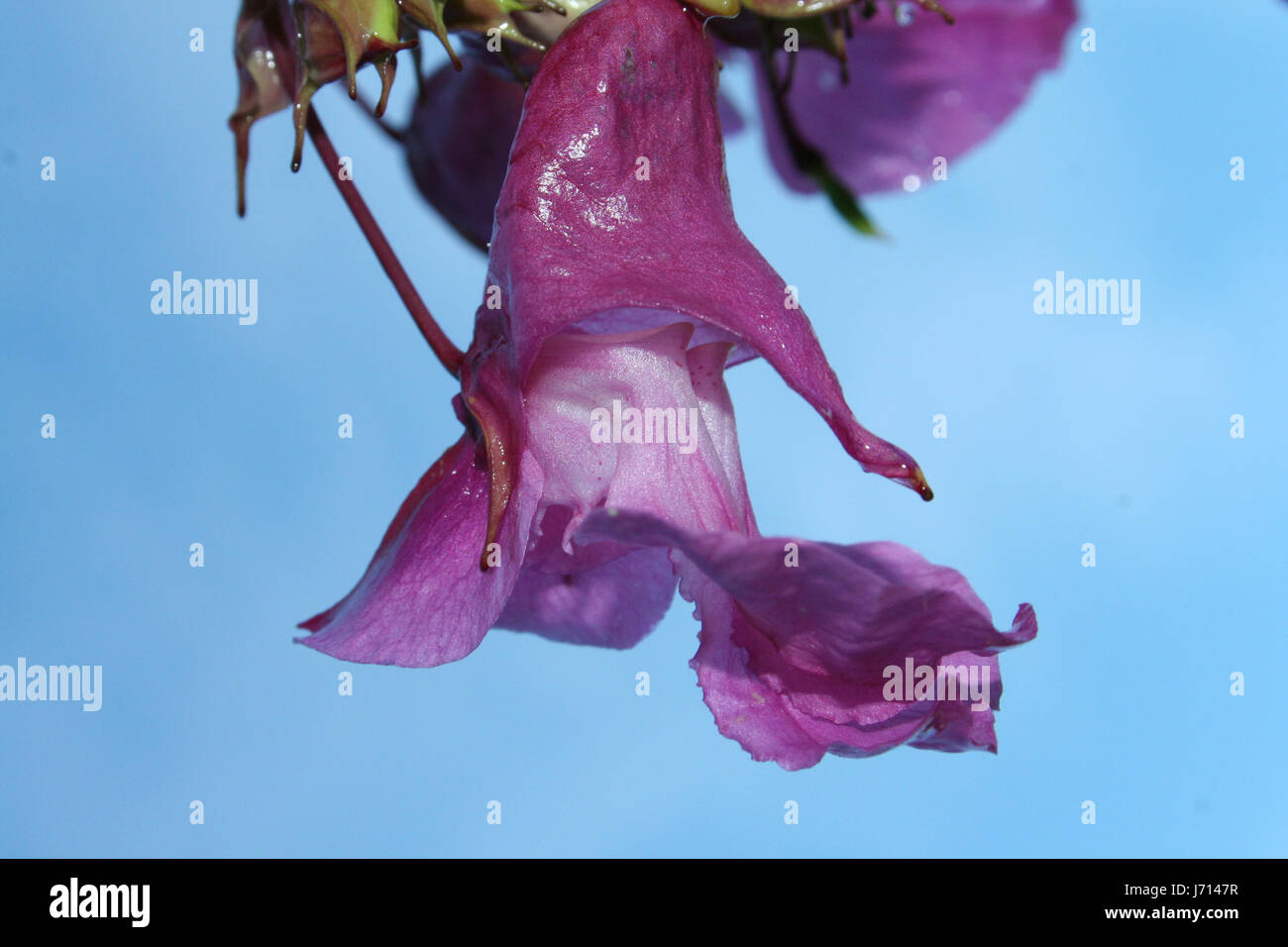 Piante e fiori bloom blossom fiorire erba rigogliosa fioritura di orchidee blossom Foto Stock