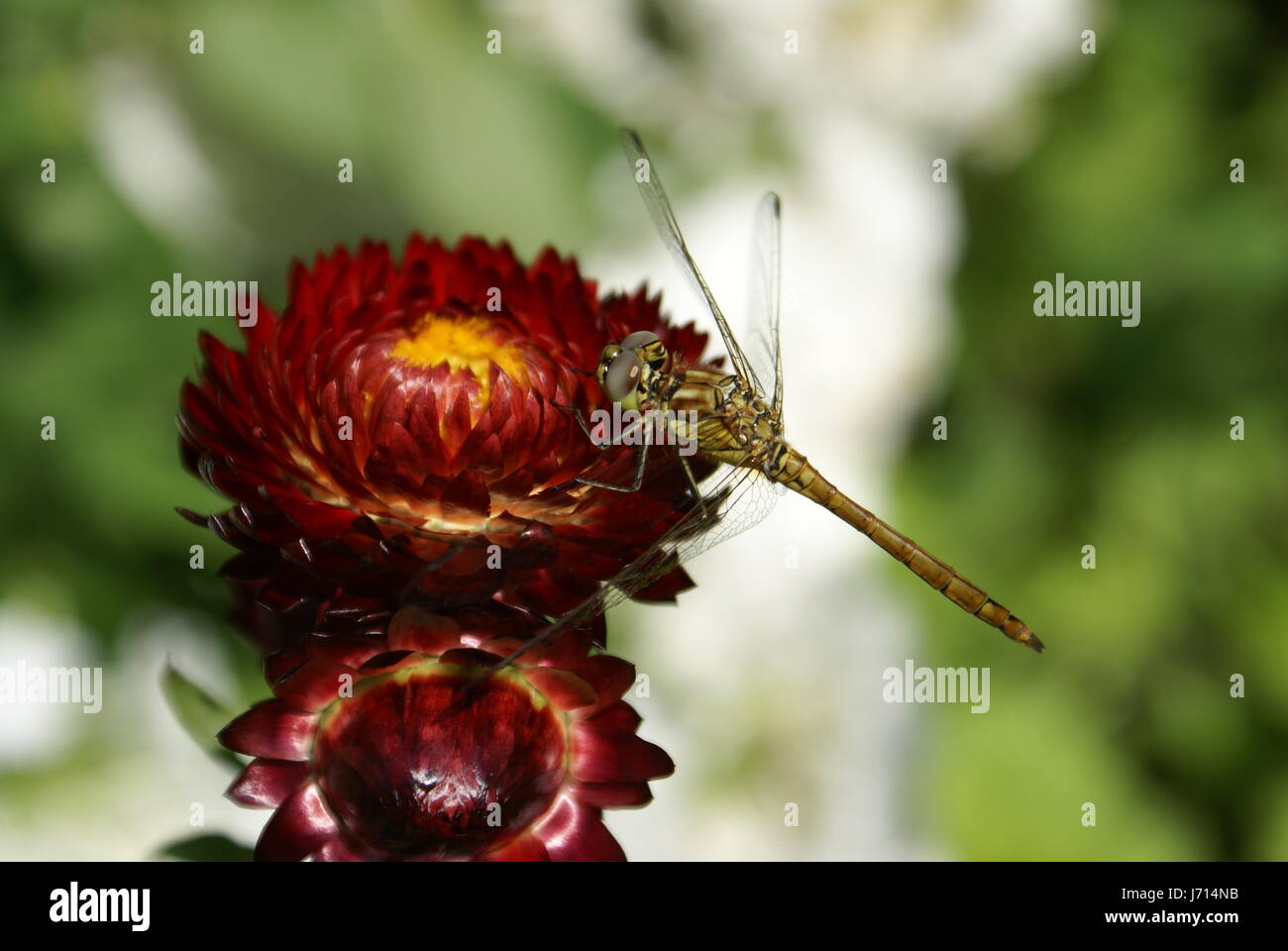 Fiore di insetto impianto bloom blossom fiorire fiorente organo occhio ala di libellula Foto Stock