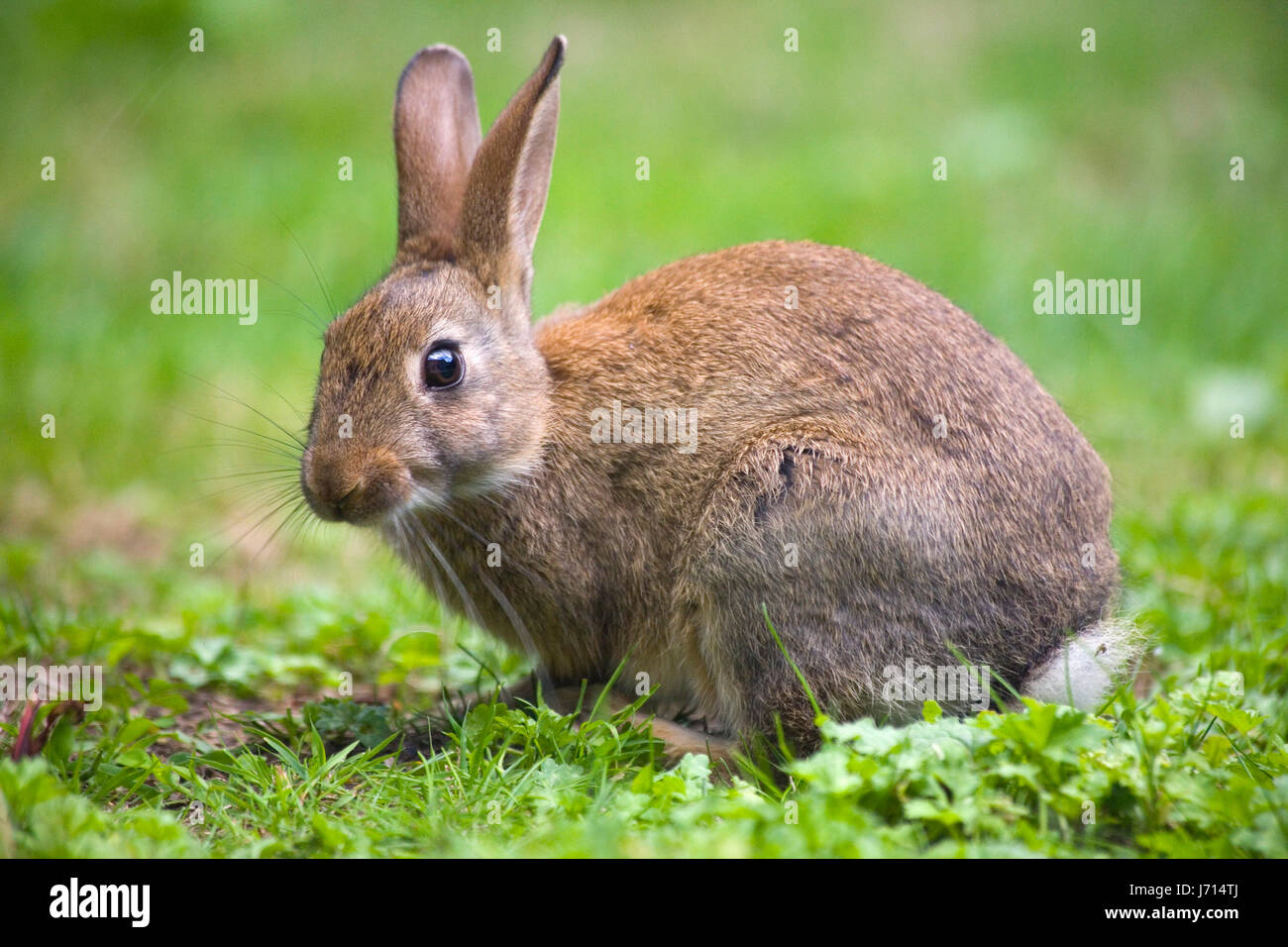 Animali Coniglio selvatico Lepre jack wildlife facendo clic ufficiale box prato caccia chase Foto Stock