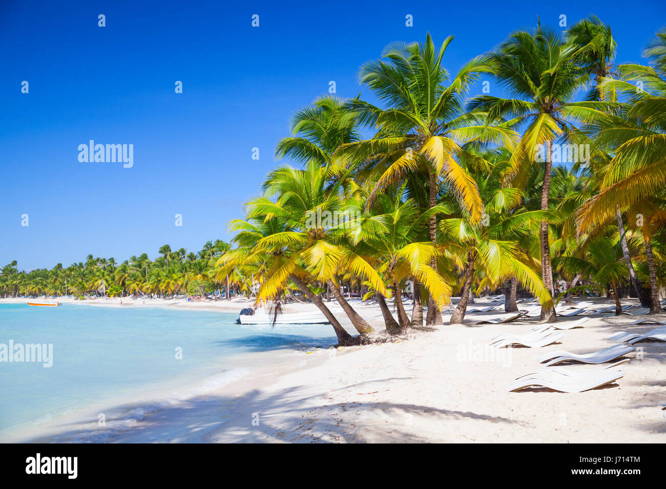 Gli alberi di palma che cresce su una spiaggia di sabbia. Mar dei Caraibi costa. Repubblica dominicana paesaggio, Saona Island, popolare località turistica Foto Stock