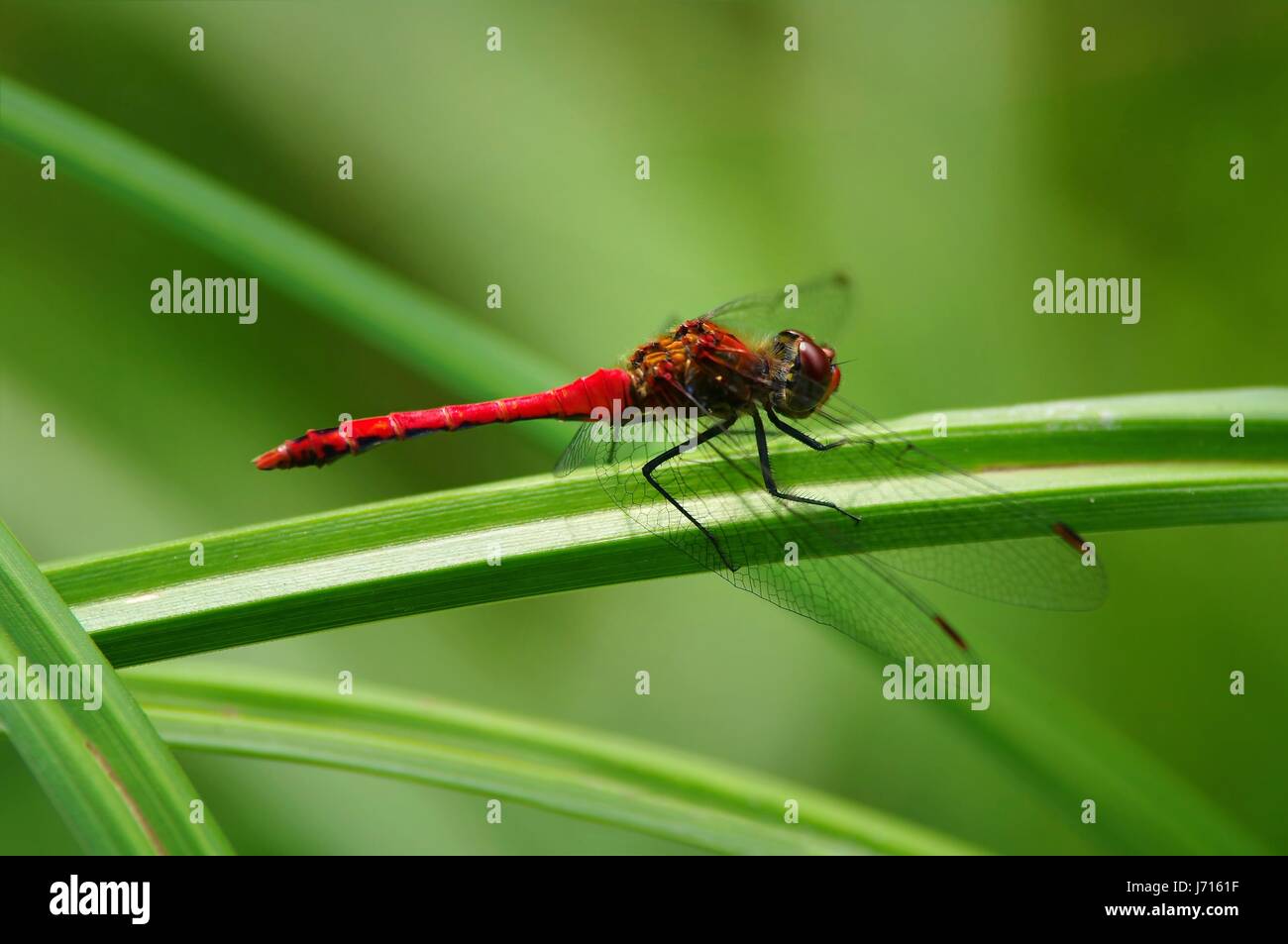 Libellula su una lama di erba fragile Foto Stock
