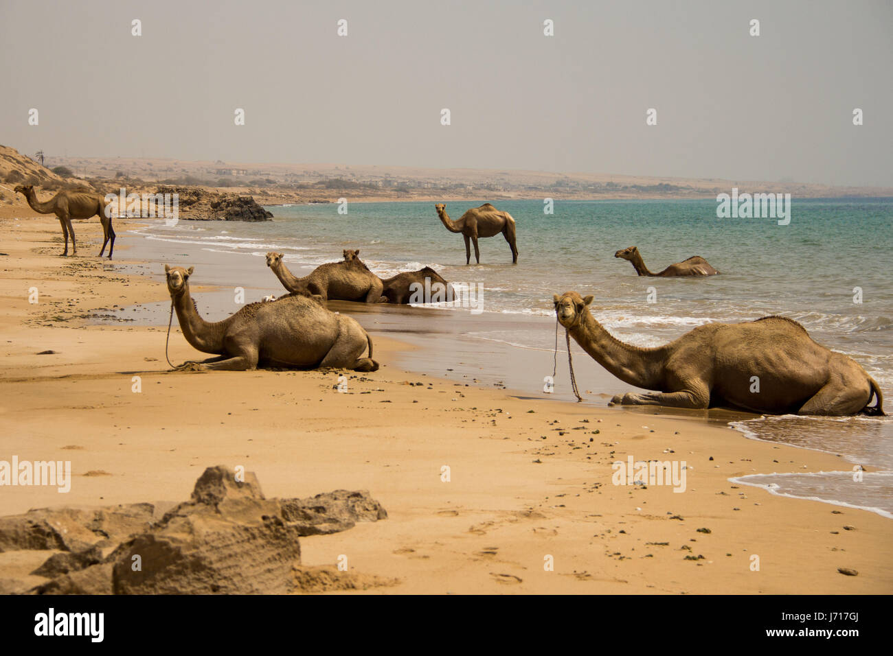 I cammelli passeggiare su una spiaggia di Qeshm, isola di Qeshm, Iran Foto Stock
