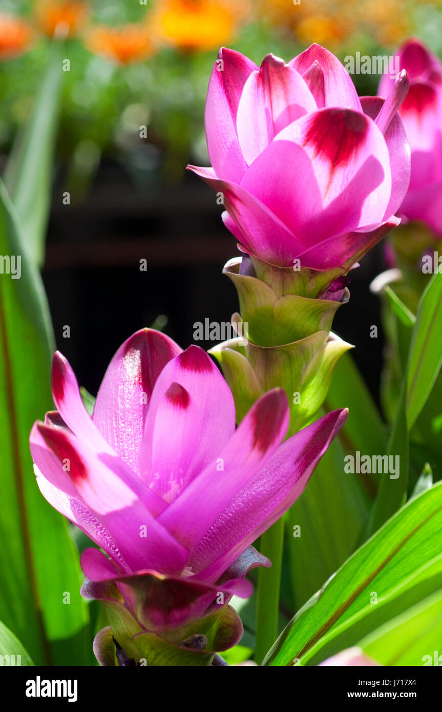 Rosa Curcuma Alismatifolia o il Siam Tulip Foto Stock