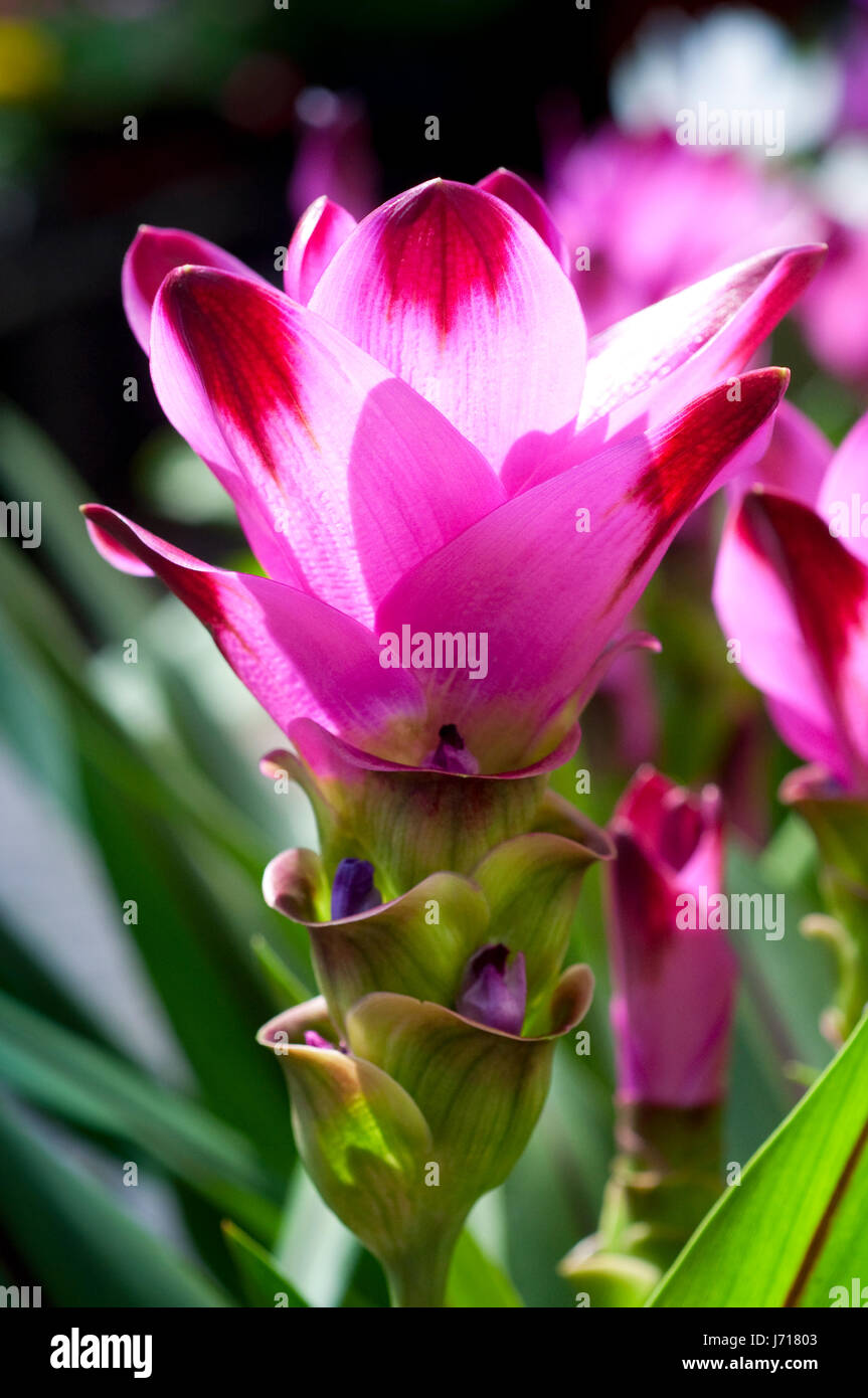 Rosa Curcuma Alismatifolia o il Siam Tulip Foto Stock