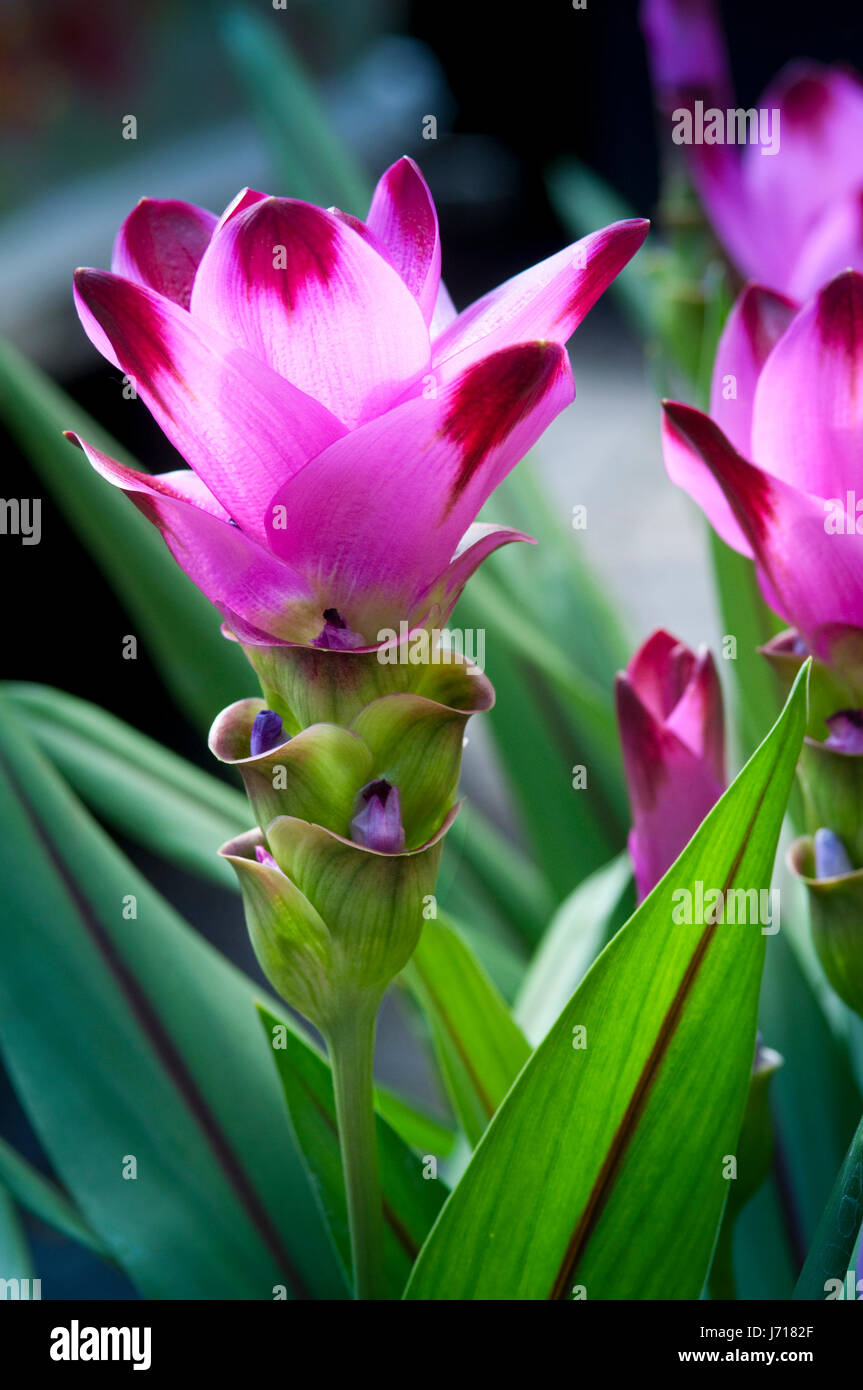 Rosa Curcuma Alismatifolia o il Siam Tulip Foto Stock