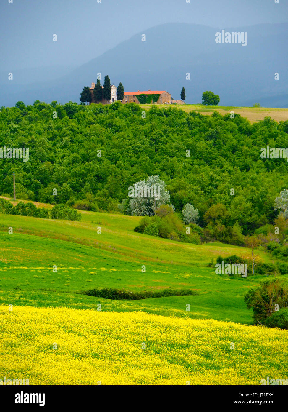 La cappella e la casa colonica sopra campo giallo della colza in primavera in Val d'Orcia Toscana vicino a Pienza. Foto Stock