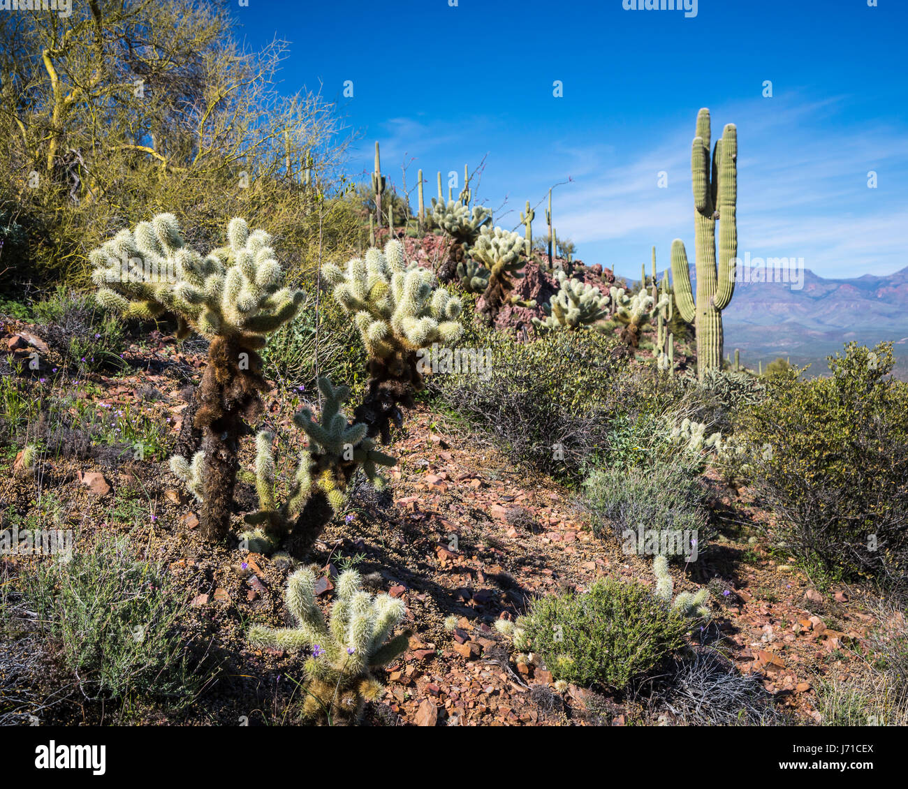 Una vista del paesaggio del deserto di vegetazione di cactus nel Tonto National Forest, Arizona, Stati Uniti. Foto Stock