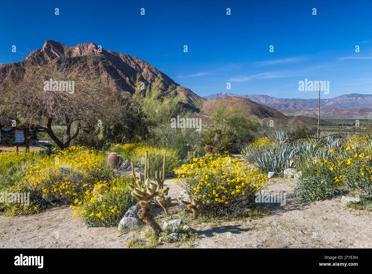 Molla di fiori selvatici del deserto in fiore nel Anza Borrego Desert State Park, vicino a Borrego Springs, California, Stati Uniti d'America. Foto Stock