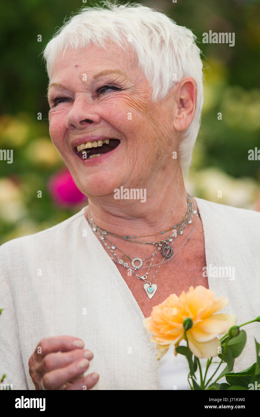 Chelsea Londra, Regno Unito. 22 Maggio, 2017. RHS Chelsea Flower Show. Dame Judi Dench pone con una rosa che è stato chiamato dopo il suo da David Austin Roses. Credito: David Betteridge/Alamy Live News Foto Stock