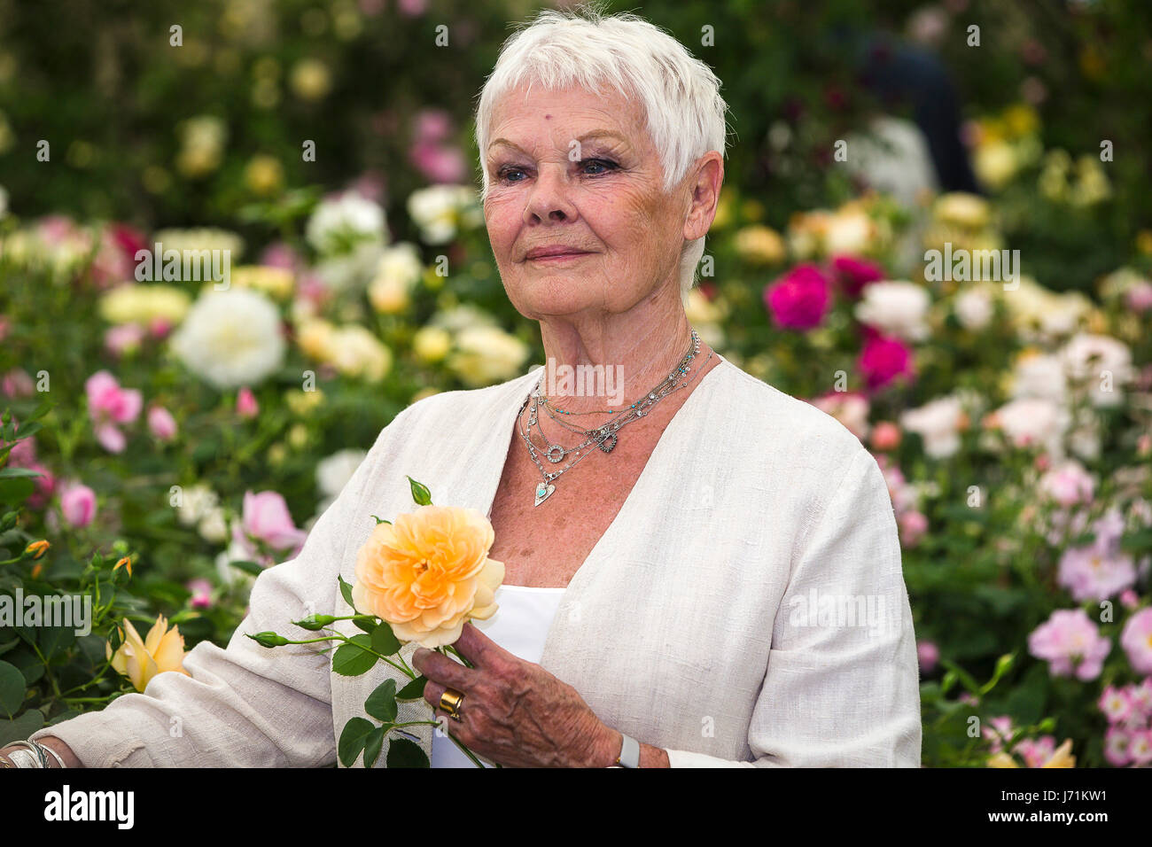 Chelsea Londra, Regno Unito. 22 Maggio, 2017. RHS Chelsea Flower Show. Dame Judi Dench pone con una rosa che è stato chiamato dopo il suo da David Austin Roses. Credito: David Betteridge/Alamy Live News Foto Stock