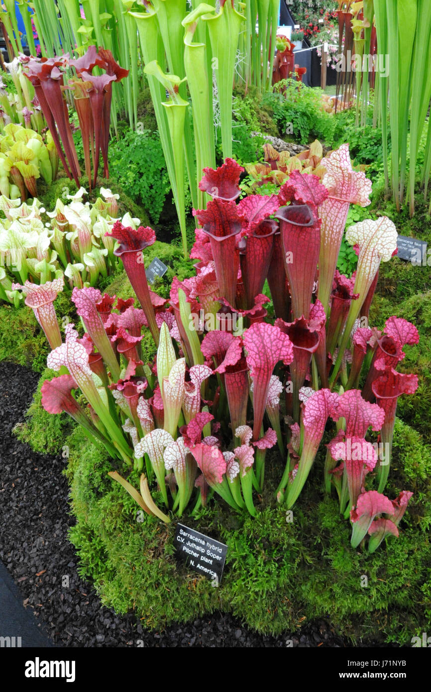 Londra, Regno Unito. 22 Maggio, 2017. Una raccolta di piante brocca (piante carnivore che consumano insetti) sul display nel grande padiglione presso il 2017 RHS Chelsea Flower Show che si è aperto oggi, Londra, Regno Unito. Il grande padiglione è approssimativamente 11,775 metri quadrati o 2.90 acri in dimensioni e ha abbastanza spazio per parcheggiare 500 autobus di Londra in esso. Esso ospita oltre un centinaio di schermi e fino a 1.200 piante provenienti da tutto il Regno Unito e oltre. In aggiunta alla pianta visualizza nel grande padiglione ci sono 28 giardini a tema sul display di quest'anno. Credito: Michael Preston/Alamy Live News Foto Stock