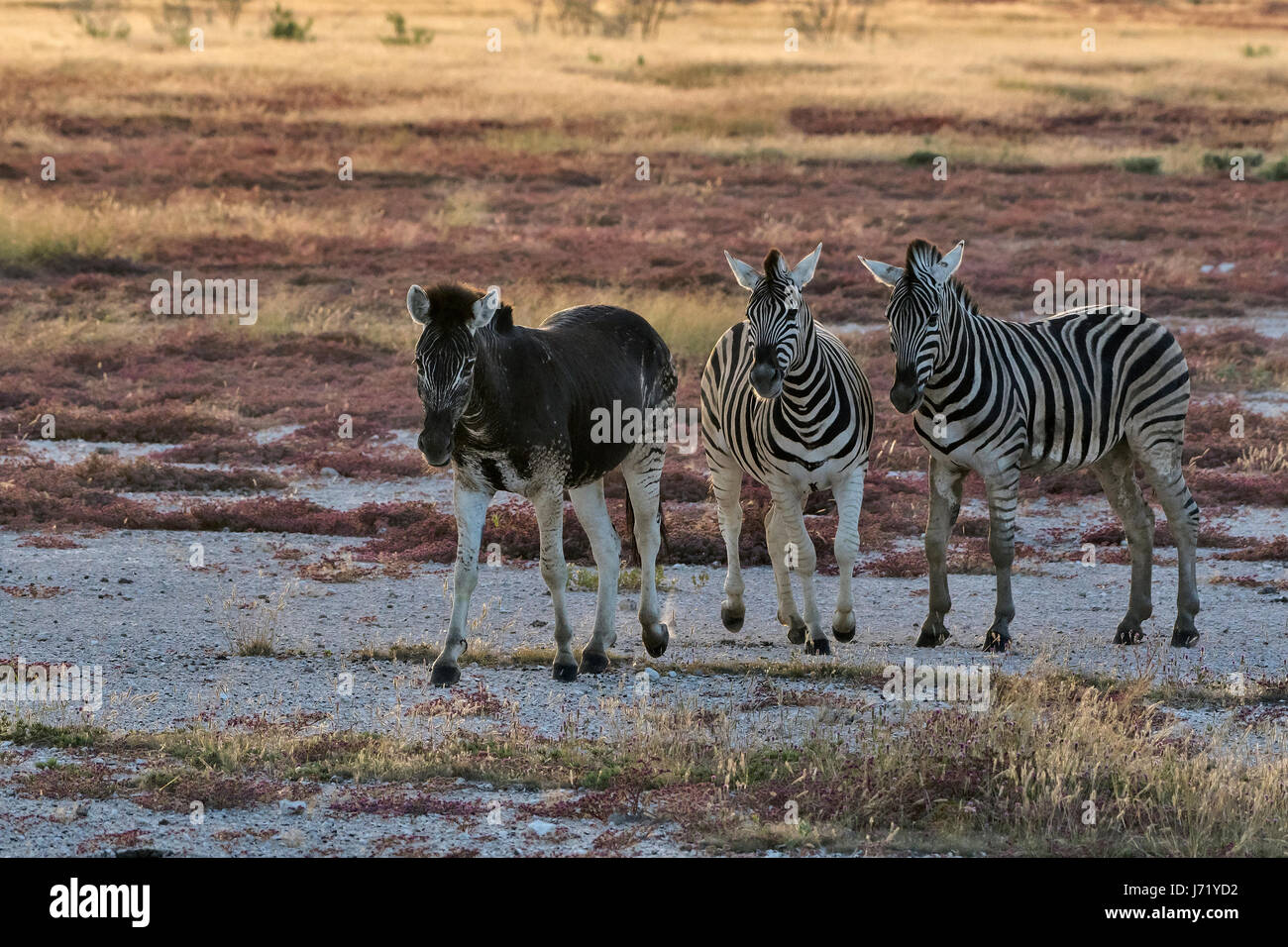 Zebre di Burchell (Equus quagga burchellii) di cui unà melanica, la Burchell zebre, melanism Foto Stock