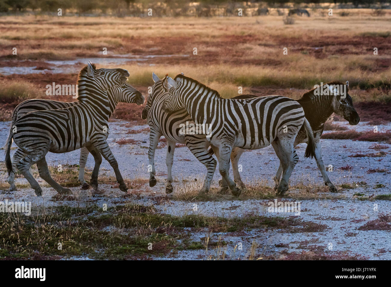 Zebre di Burchell (Equus quagga burchellii) di cui unà melanica, la Burchell zebre, melanism Foto Stock