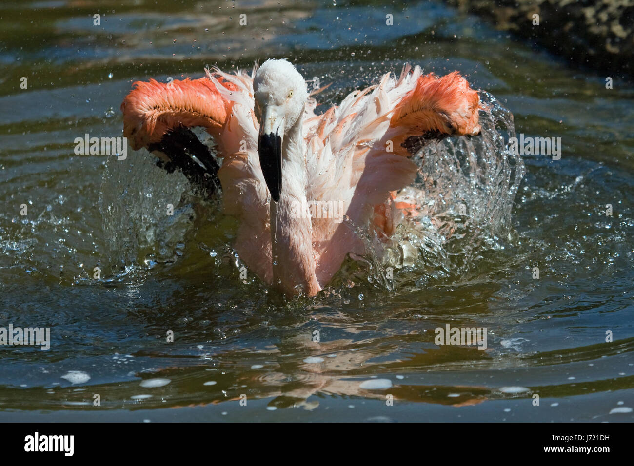 Flamingo uccello colorato colorato splendida molteplici riccamente colorati di nero Foto Stock