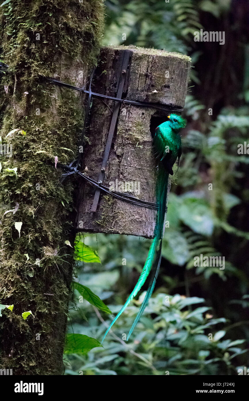 Quetzal uccello selvatico Monteverde Cloud Forest Riserve Costa Rica Foto Stock