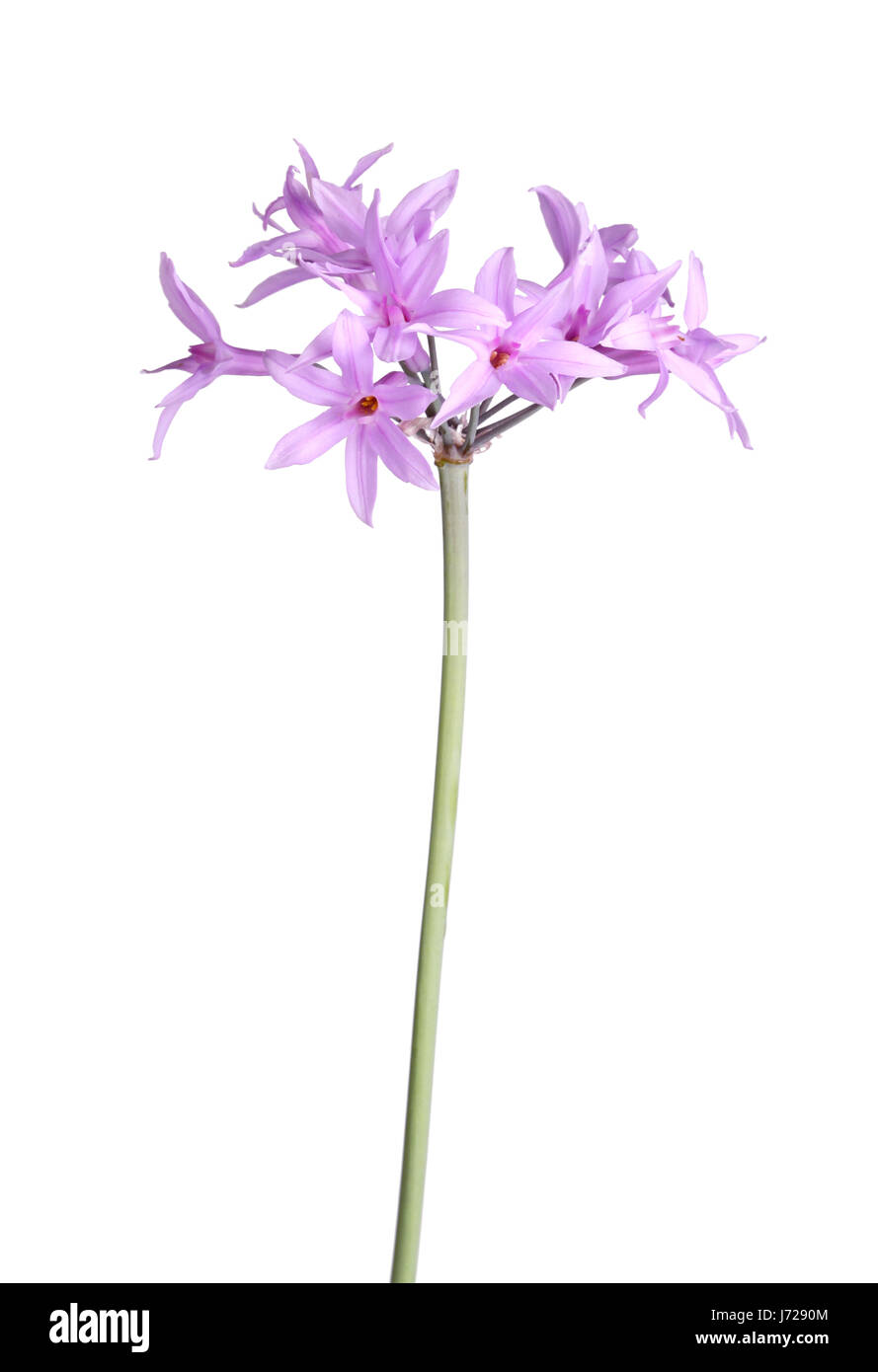 Unico stelo con un ombrella di fiori viola della società aglio o rosa agapanthus (Tulbaghia violacea) isolati contro uno sfondo bianco Foto Stock