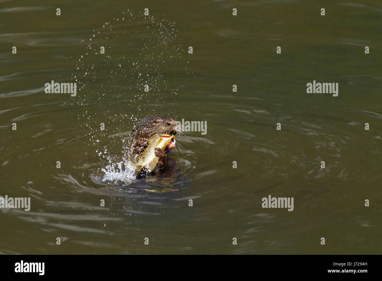 Liscio rivestito di lontra (Lutrogale perspicillata) mangiare del pesce appena pescato in un fiume, Singapore Foto Stock