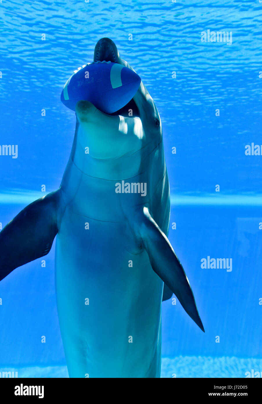 I delfini al Mirage, giardino segreto di Las Vegas, Nevada. Foto Stock