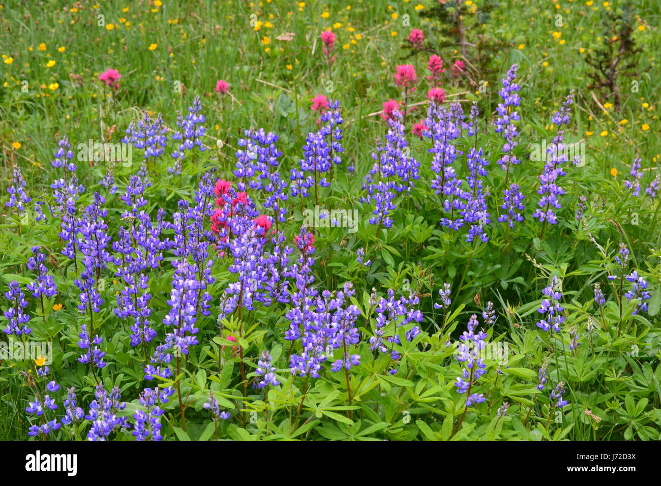 I campi di fiori selvatici Foto Stock