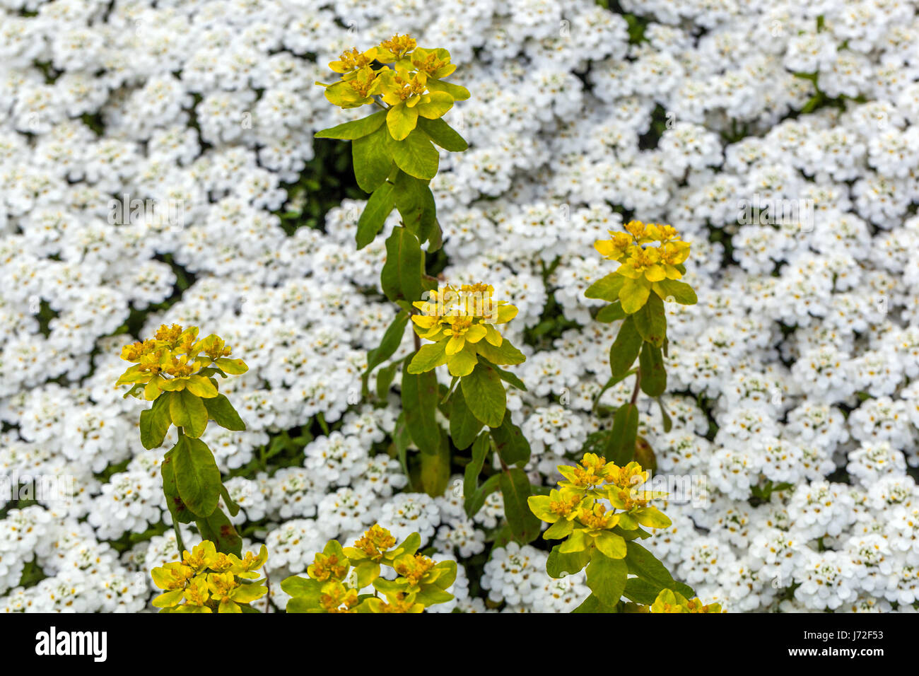 Euphorbia policroma e Alyssum Lobularia maritima dolce in primavera, fiori giallo-bianchi mescolati Foto Stock