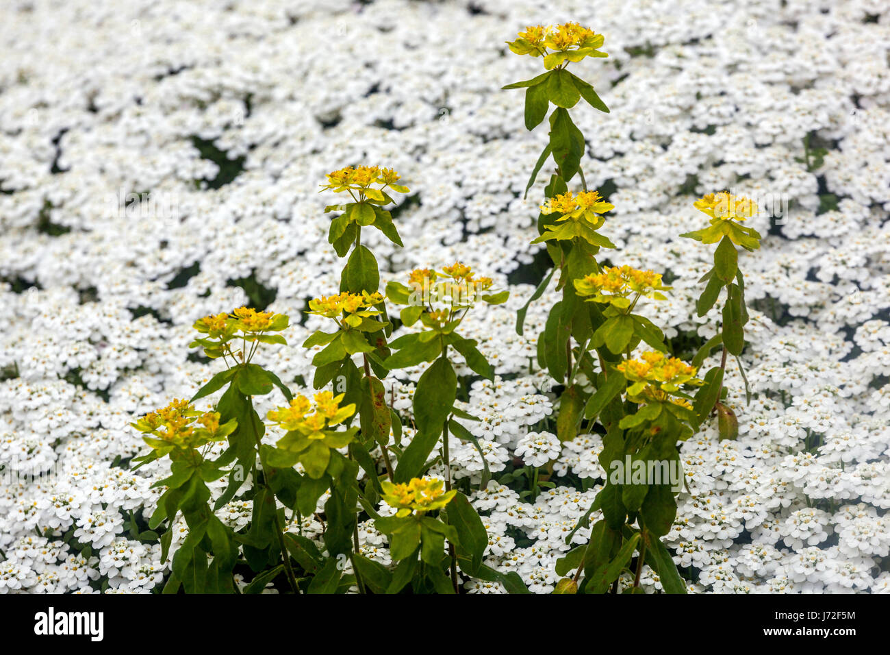 Cuscino Spurga euforbia epithymoides e dolce Alyssum Lobularia maritima in primavera, fiori gialli-bianchi misti Foto Stock