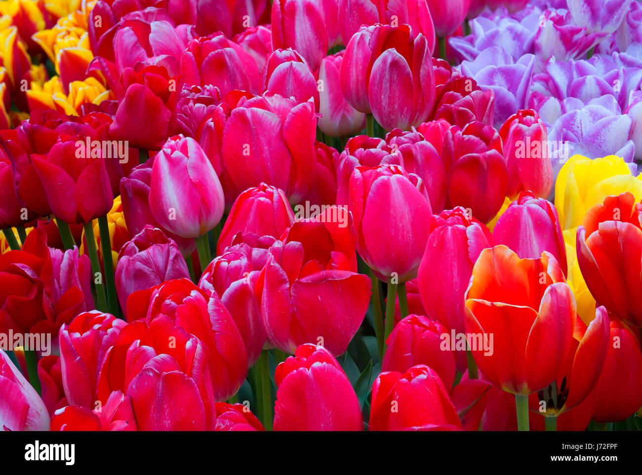 I tulipani, scarpe di legno lampadina Co., Clackamas County, Oregon Foto Stock