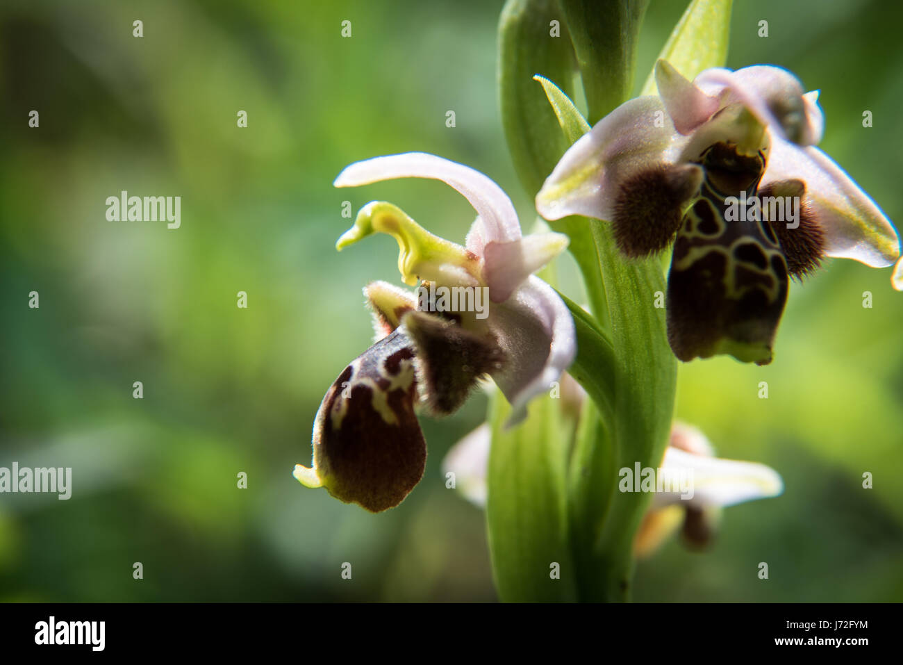 Ophrys kotschyi, Cipro Bee Orchid. Trovato a Athalassa Park in Nicosia, Cipro Foto Stock