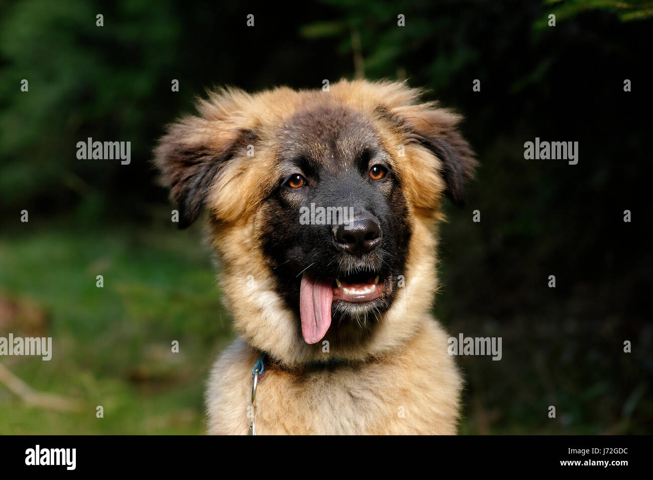 Cane pastore tedesco pastore tedesco cane cucciolo di cane di attacco volto cane pastore tedesco Foto Stock
