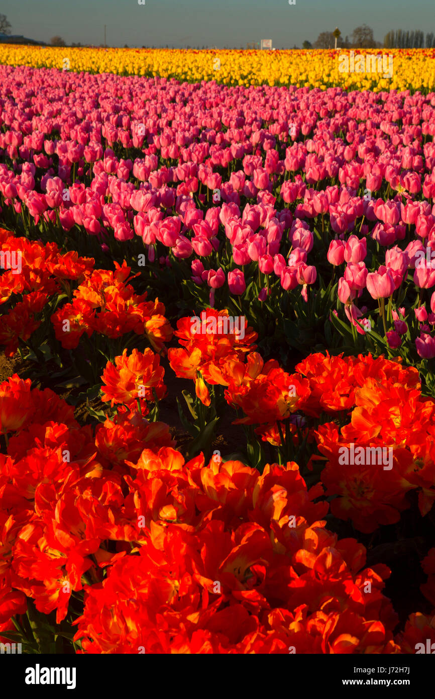 Campo di tulipani, scarpe di legno lampadina Co., Clackamas County, Oregon Foto Stock