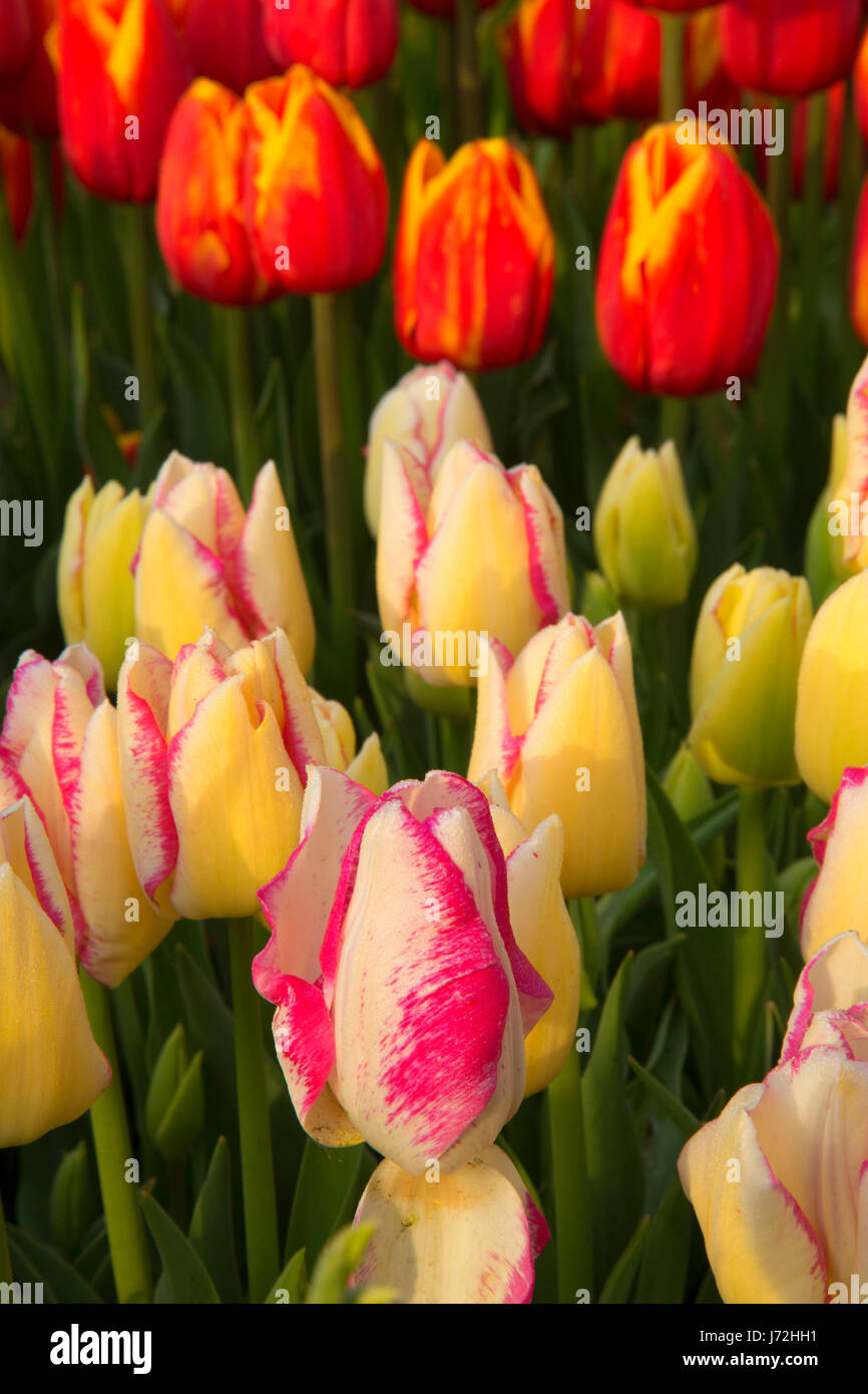 I tulipani, scarpe di legno lampadina Co., Clackamas County, Oregon Foto Stock