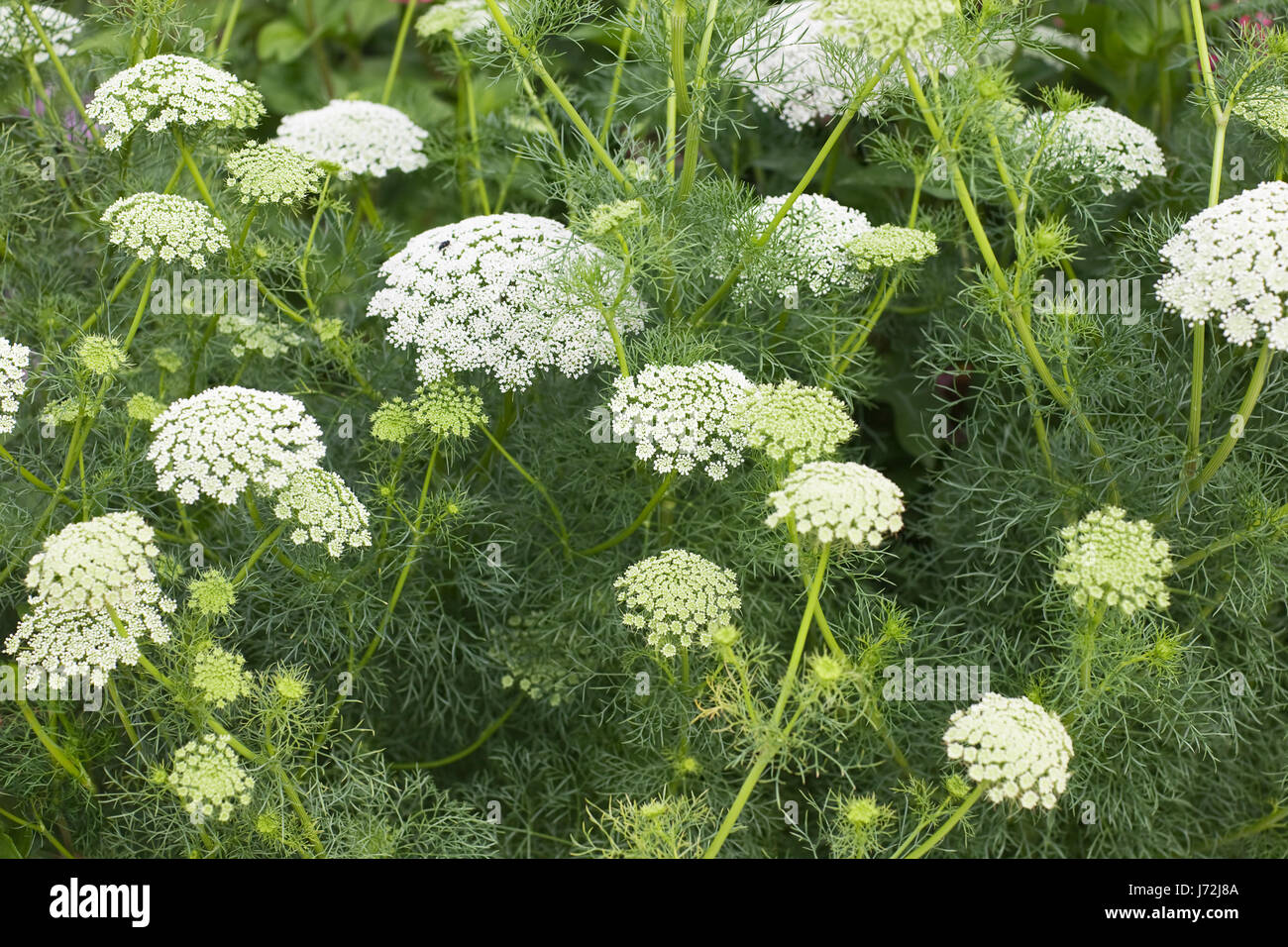 Herb pianta medicinale erba di prato verde erba giorno la salute delle piante di fiori da giardino Foto Stock