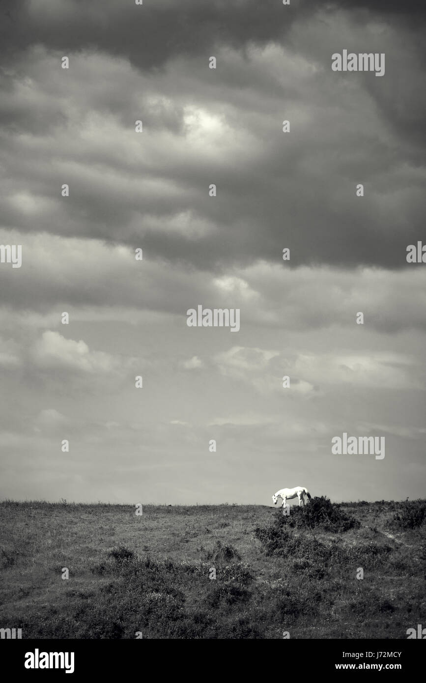 Cavallo su un prato verde contro il cielo Foto Stock