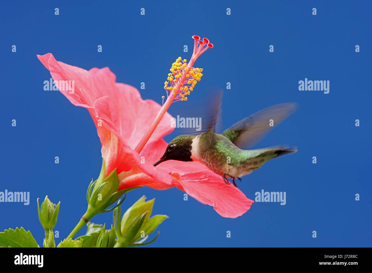 Piante e fiori uccelli selvatici selvatici hibiscus hummingbird animale di natura uccelli fiore Foto Stock