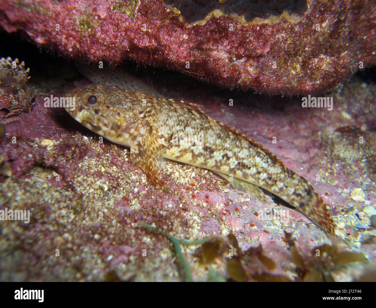 Macro Close-up di ammissione macro vista ravvicinata ritratto di pesce mediterraneo di acqua Foto Stock