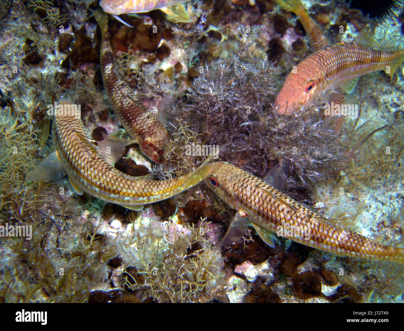 Colorato colorato splendida molteplici riccamente colorata acqua di pesce Foto Stock