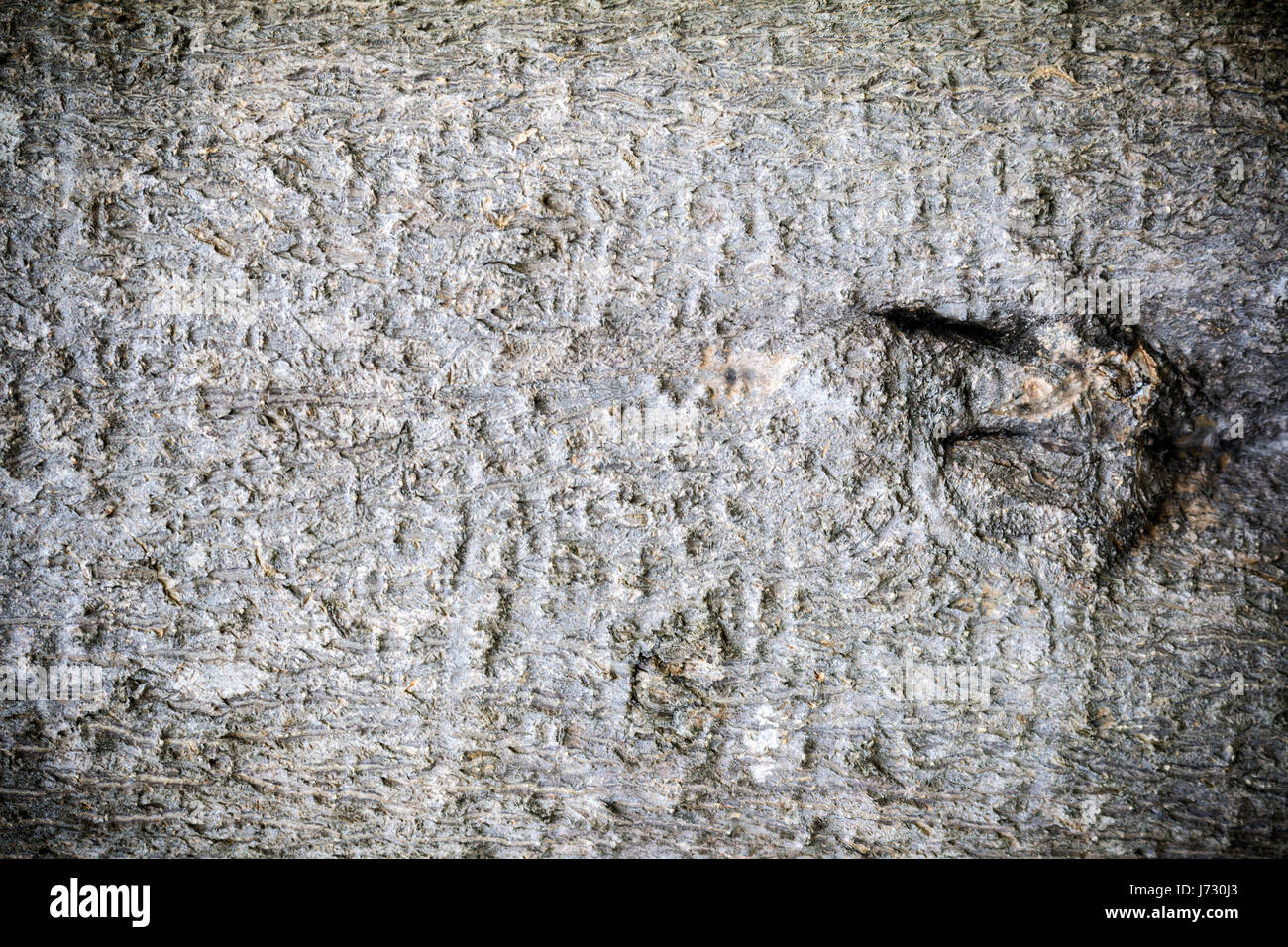 Corteccia texture di legno Foto Stock