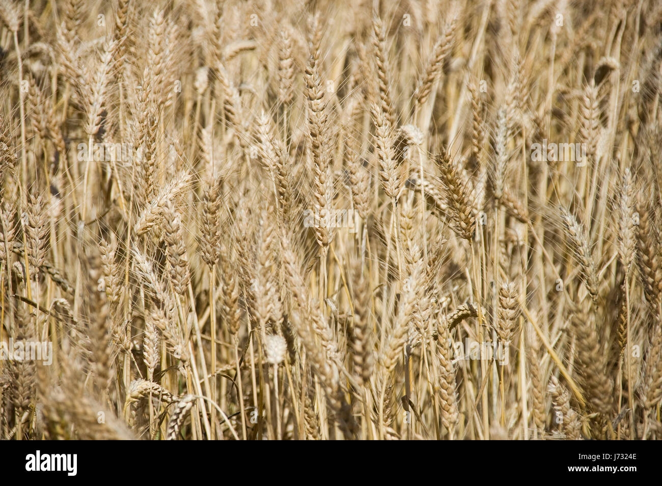 Agricoltura Agricoltura grano campo Azienda Agricola Prato terreni agricoli alimentari Pane aliment Foto Stock