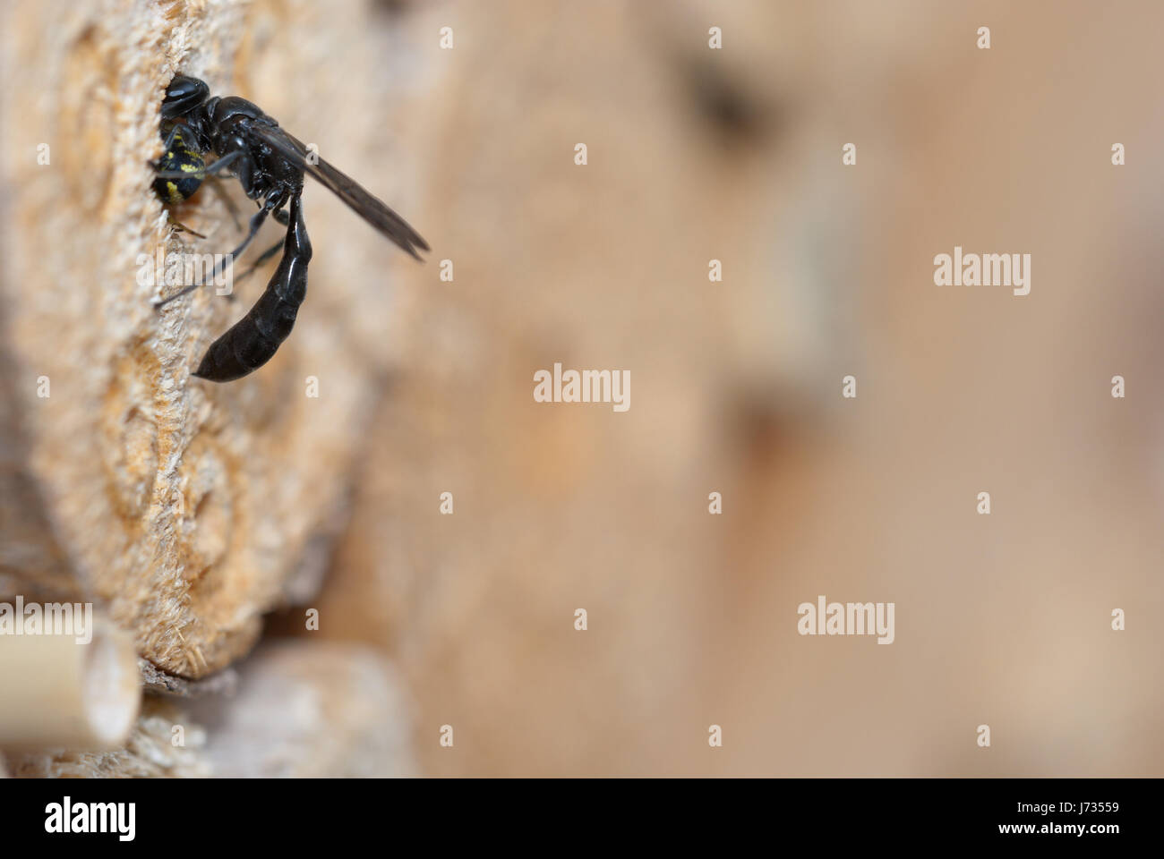 Solitaria Crabronidae wasp (Trypoxylon figulo) femmina la deposizione di un ragno nel proprio nido (cavità) come cibo per la crescita della larva e quindi lo chiude. Foto Stock
