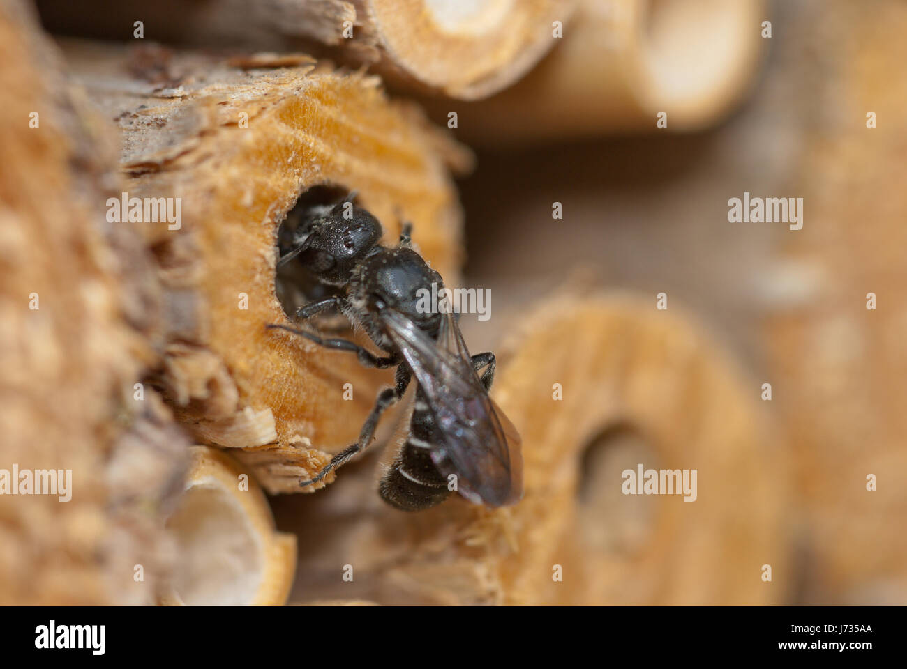 La Osmia rapunculi, sinonimo Chelostoma rapunculi, femmina, un solitario mason bee specie, bloccando la sua cavità tubolare con terriccio e piccole pietre. Foto Stock