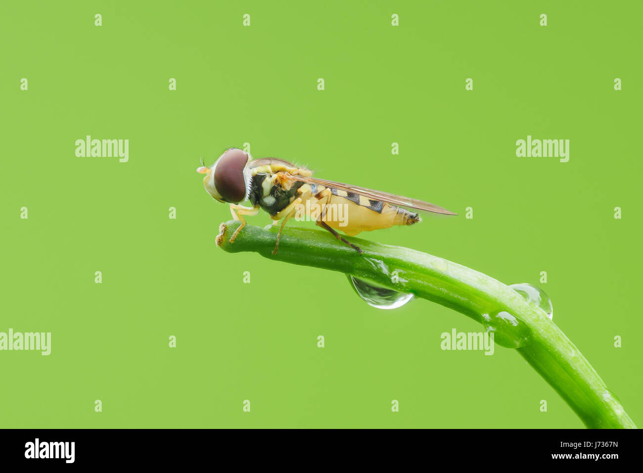 Una femmina Syrphid Fly (Toxomerus geminatus) posatoi sulla punta di un impianto di stelo. Foto Stock